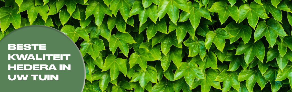 Hedera-Klimop, online klimop, klimop winkel, klimop weert, hedera weert